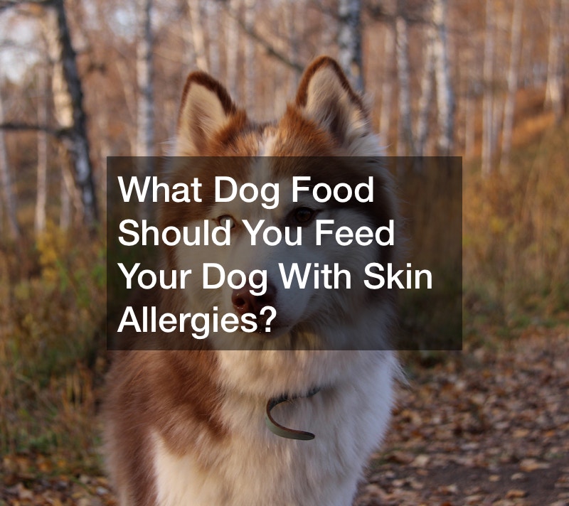 What Dog Food Should You Feed Your Dog With Skin Allergies?